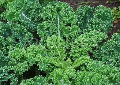 Read more about the article Curly Kale with Soy Sauce